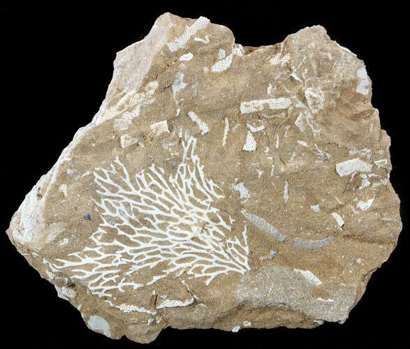 Ordovician Bryozoans (Chasmatopora) Plate - Estonia #49955